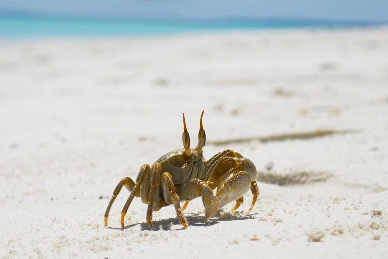 Crystal Sands Maafushi Bagian luar foto
