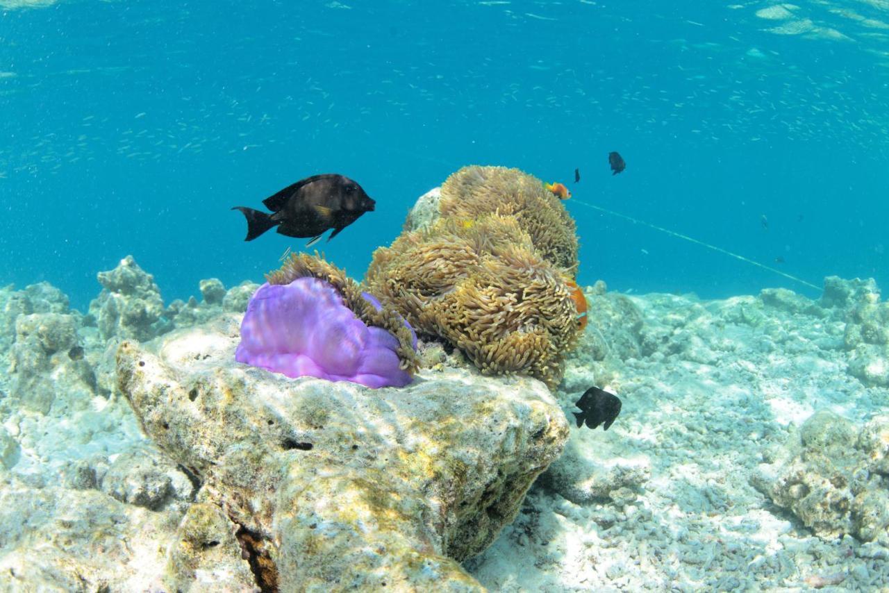 Crystal Sands Maafushi Bagian luar foto